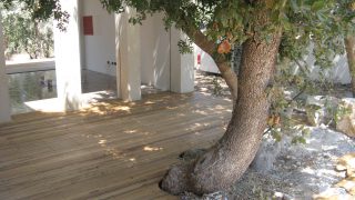 דק אגוז אפריקאי