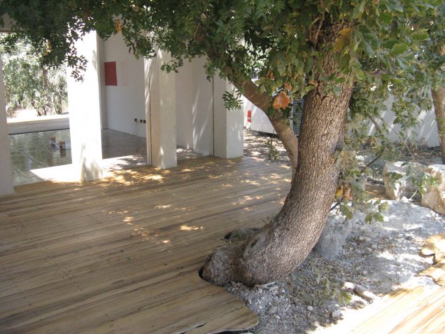 דק אגוז אפריקאי